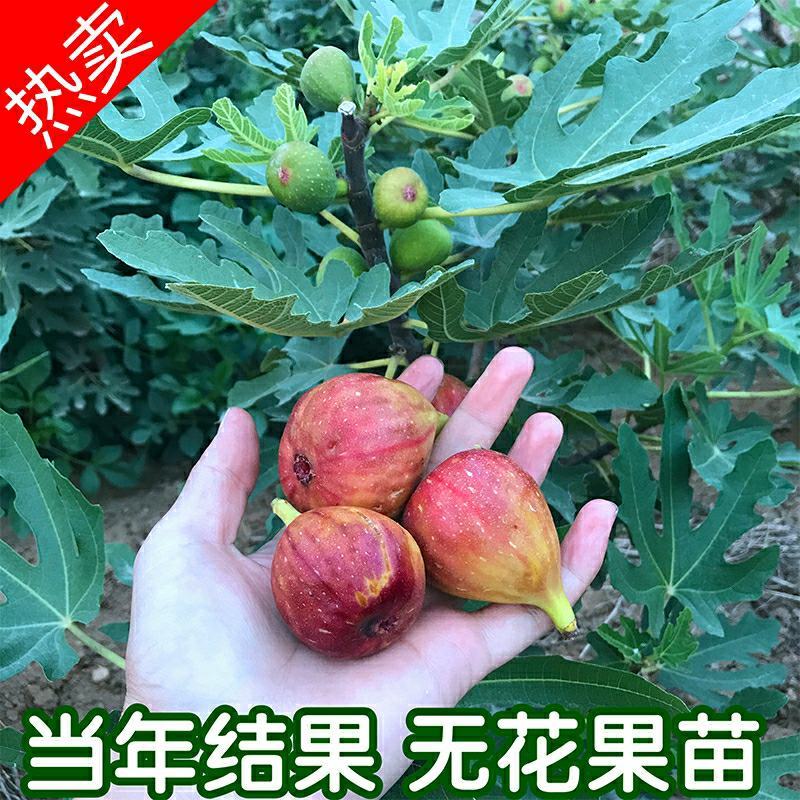 无花果树苗南北方四季庭院无花果种植无花果苗盆栽当年结果