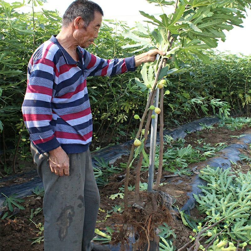 无花果树苗南北方四季庭院无花果种植无花果苗盆栽当年结果