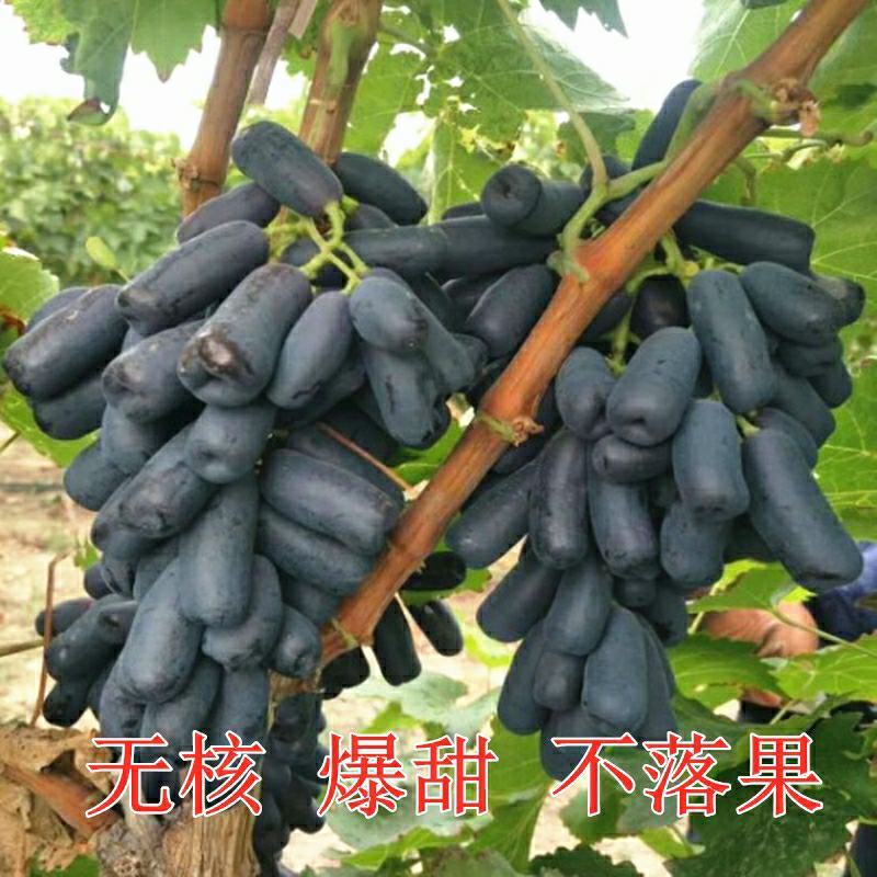 嫁接蓝宝石葡萄苗南方北方种植盆栽爬藤地栽当年结果葡萄树