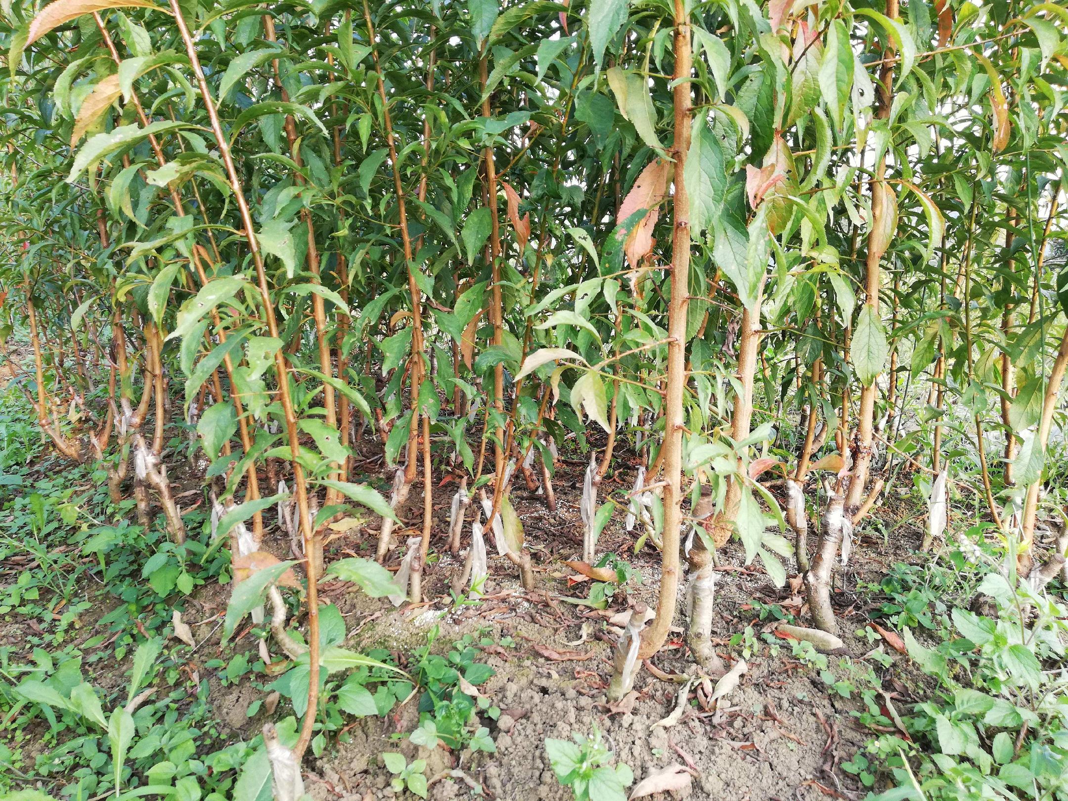 蜂糖李纯正种苗特写