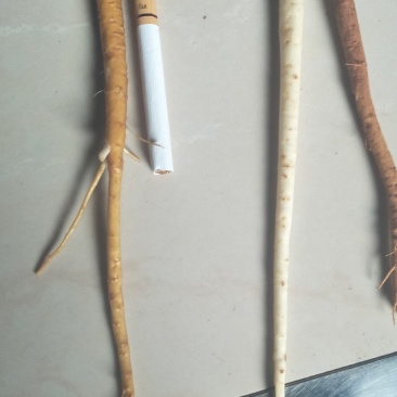 长期供应金铁锁种子及根茎