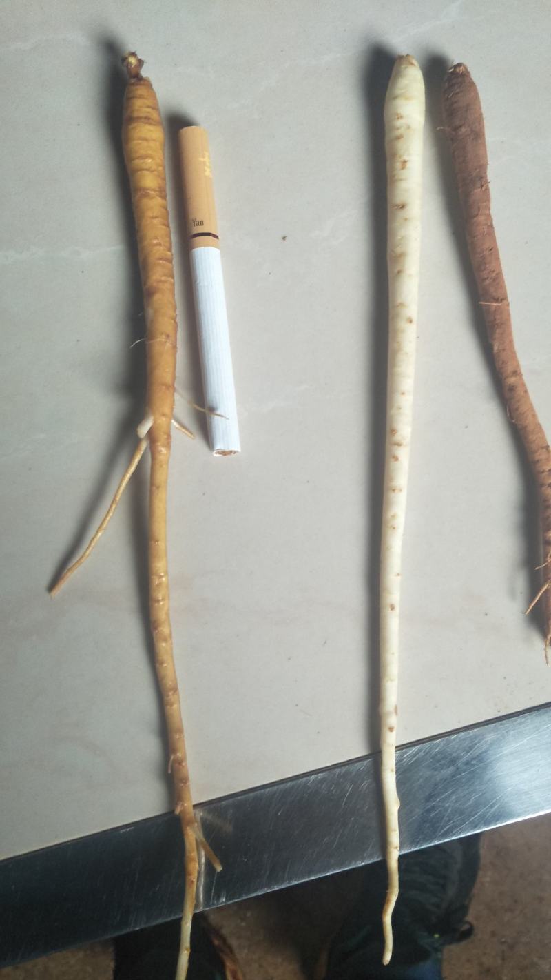 长期供应金铁锁种子及根茎