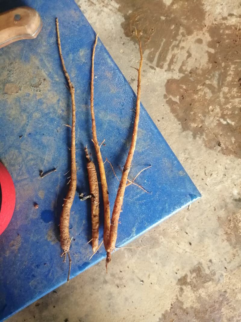 长期供应金铁锁种子及根茎