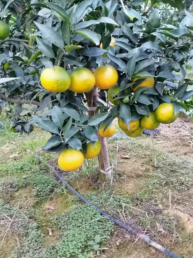 耙耙柑橘子苗基地直发保湿发货
