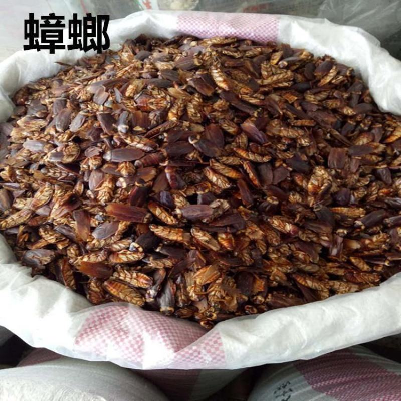 蟑螂中药选货纯干小强货好量大要多联系我
