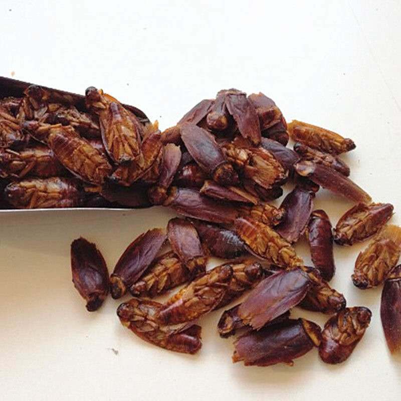 蟑螂中药选货纯干小强货好量大要多联系我