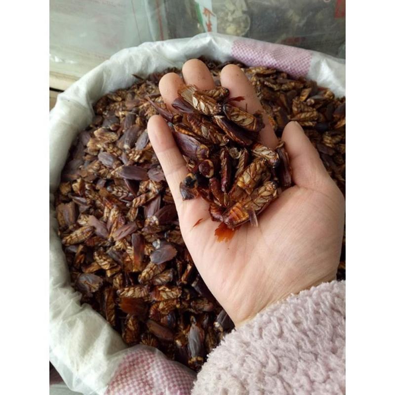 蟑螂中药选货纯干小强货好量大要多联系我