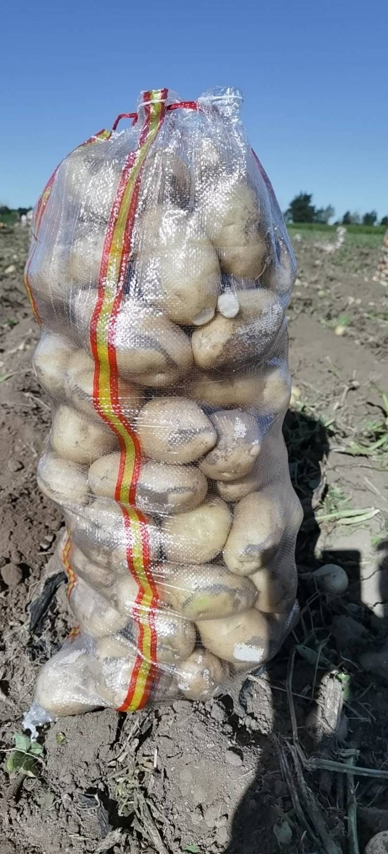 内蒙古乌兰察布优质土豆