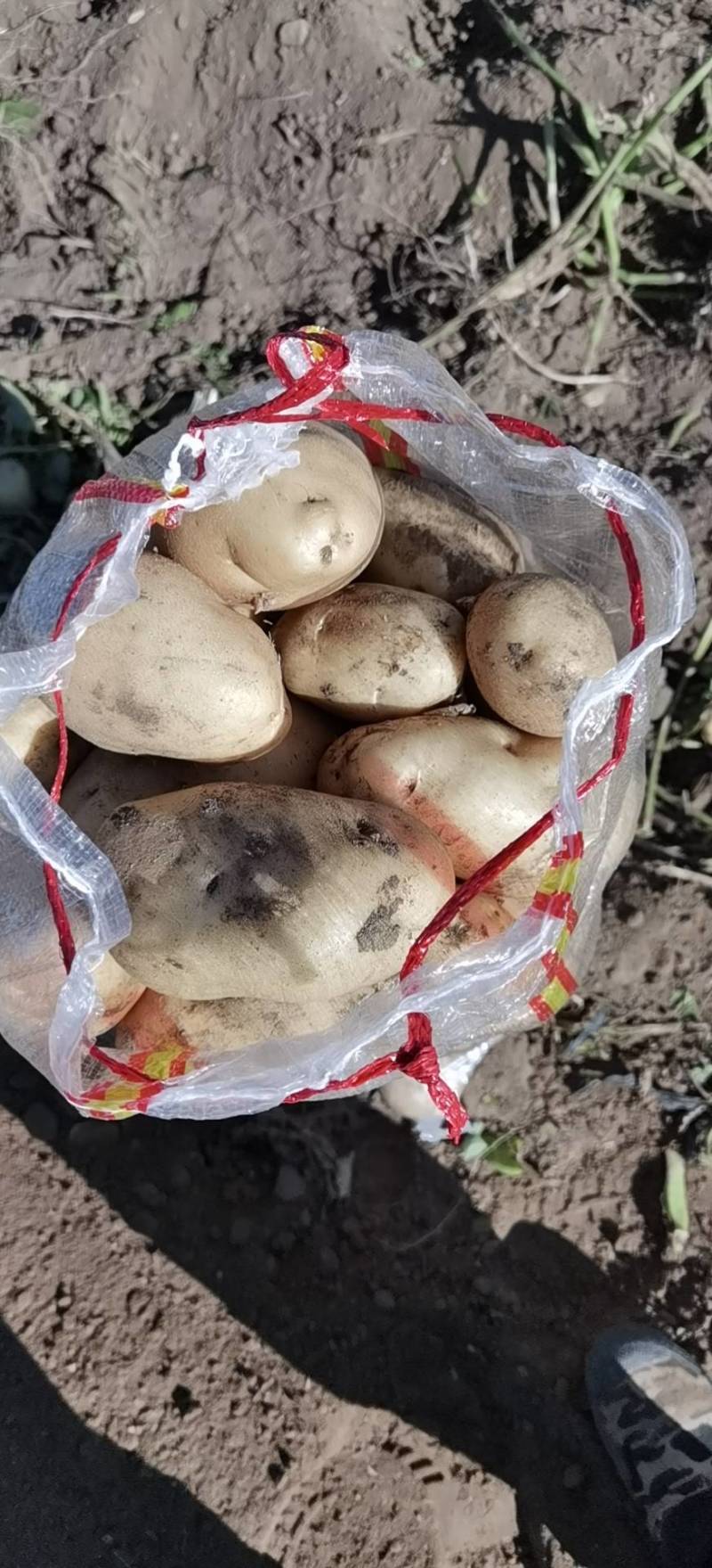 内蒙古乌兰察布优质土豆
