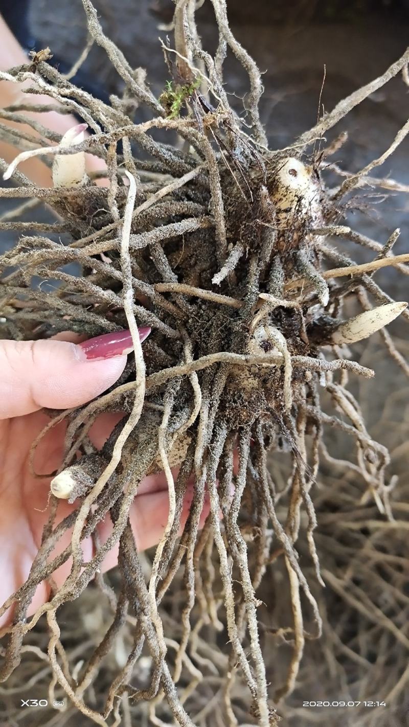 白芨紫花三叉大白芨全芽块茎苗