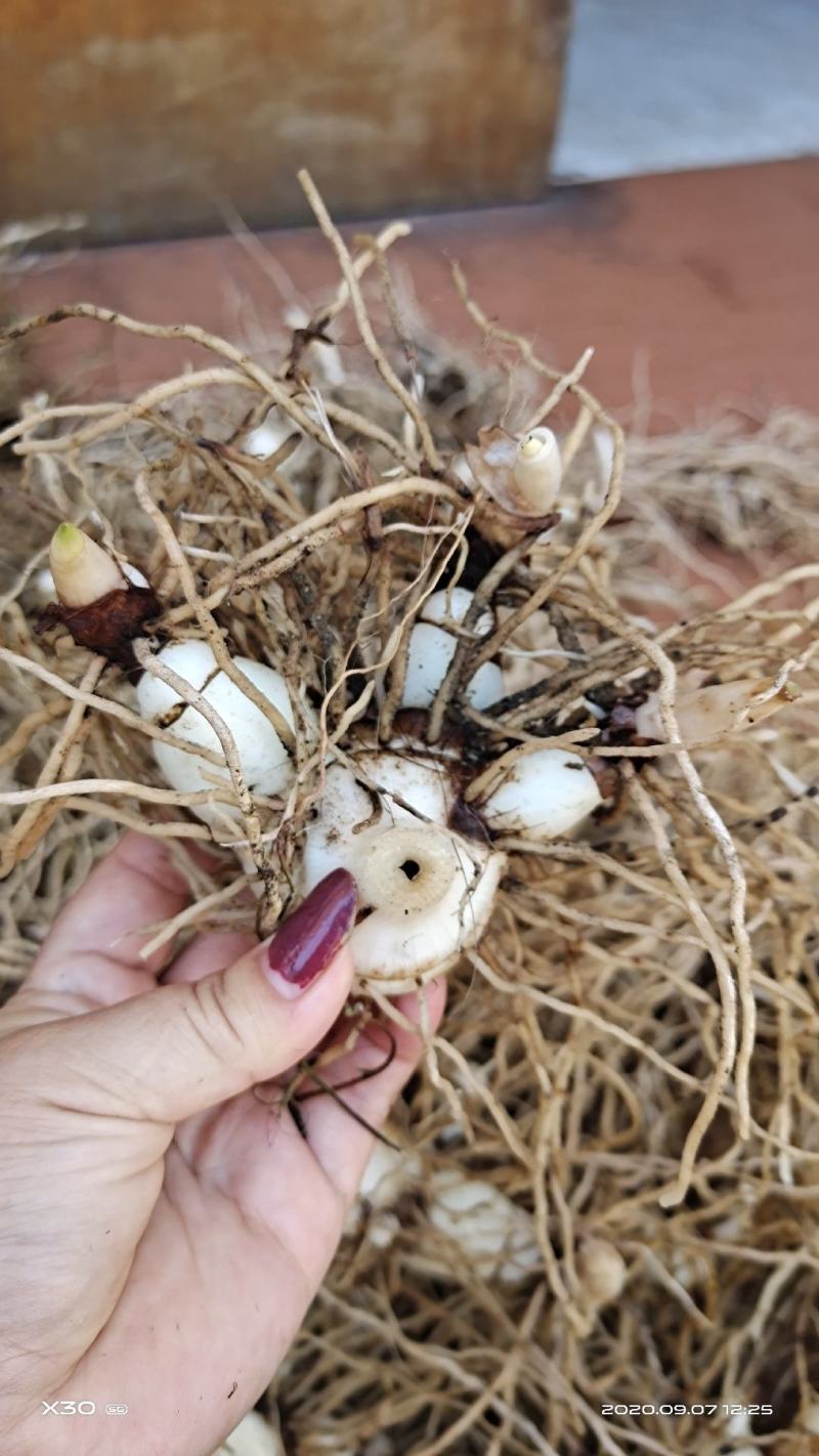 白芨紫花三叉大白芨全芽块茎苗