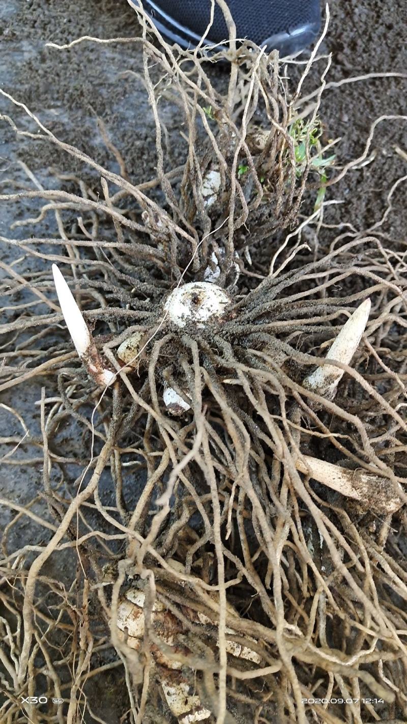 白芨紫花三叉大白芨全芽块茎苗