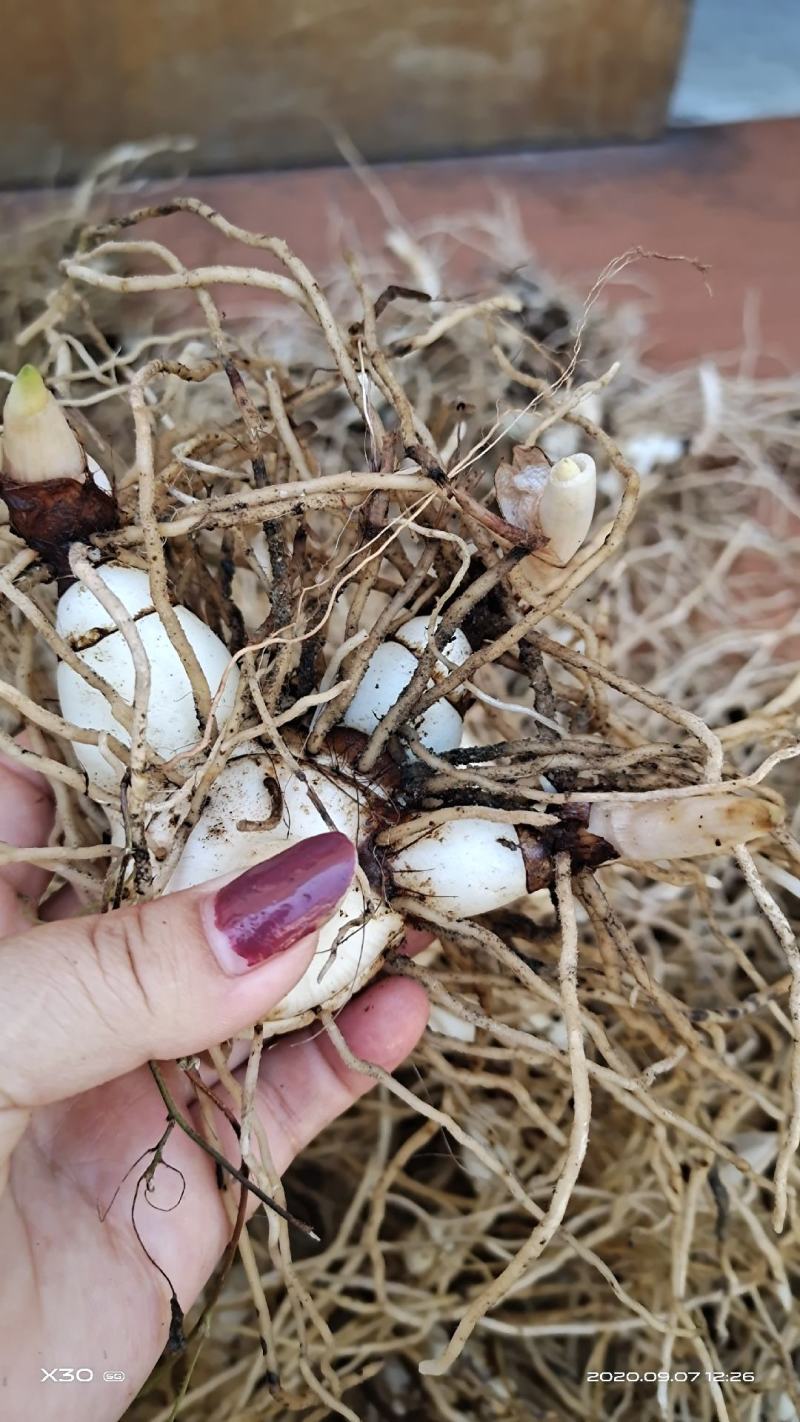 白芨紫花三叉大白芨全芽块茎苗