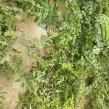 双红金城五西瓜九月中旬最后一批