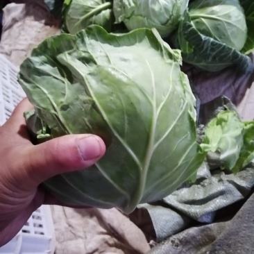 本地甘蓝大量现货价格美丽
