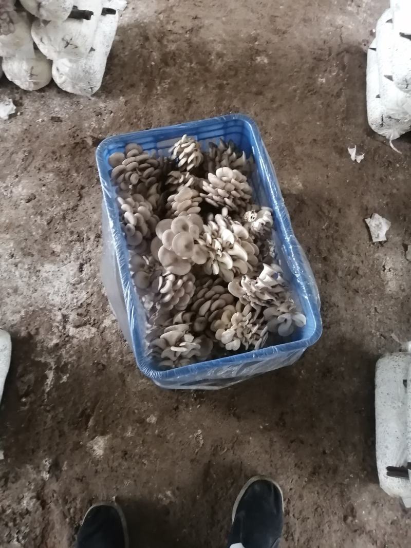 秀珍菇种植包平菇菌棒香菇菌种菇秀珍菇食用菌种植销售