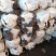秀珍菇种植包平菇菌棒香菇菌种菇秀珍菇食用菌种植销售