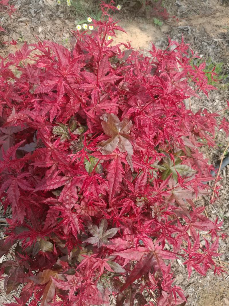 枫树日本红枫盆景，欢迎各位到来
