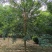 10公分国槐，定植定杆再生冠国槐，一级精品国槐