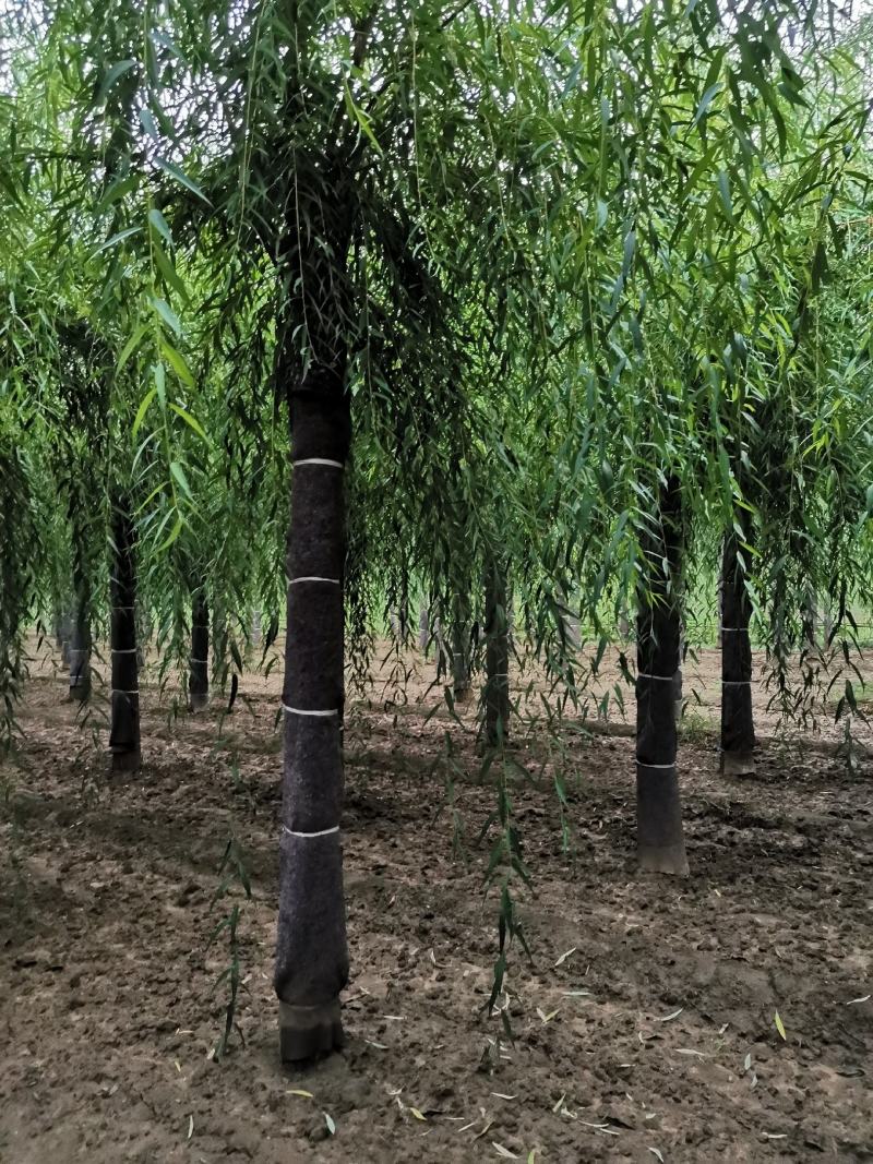 嫁接垂柳，原生垂柳，定植定杆垂柳，嫁接金丝柳