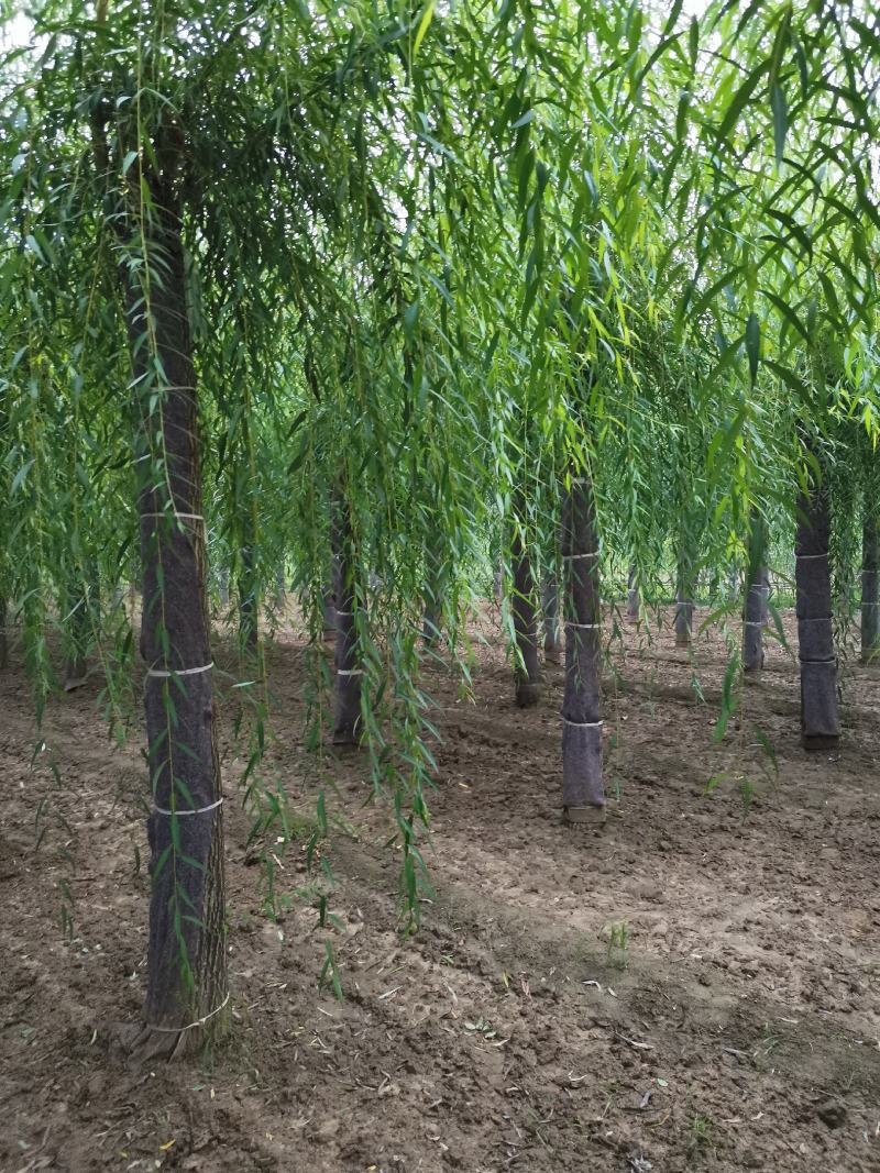 嫁接垂柳，原生垂柳，定植定杆垂柳，嫁接金丝柳