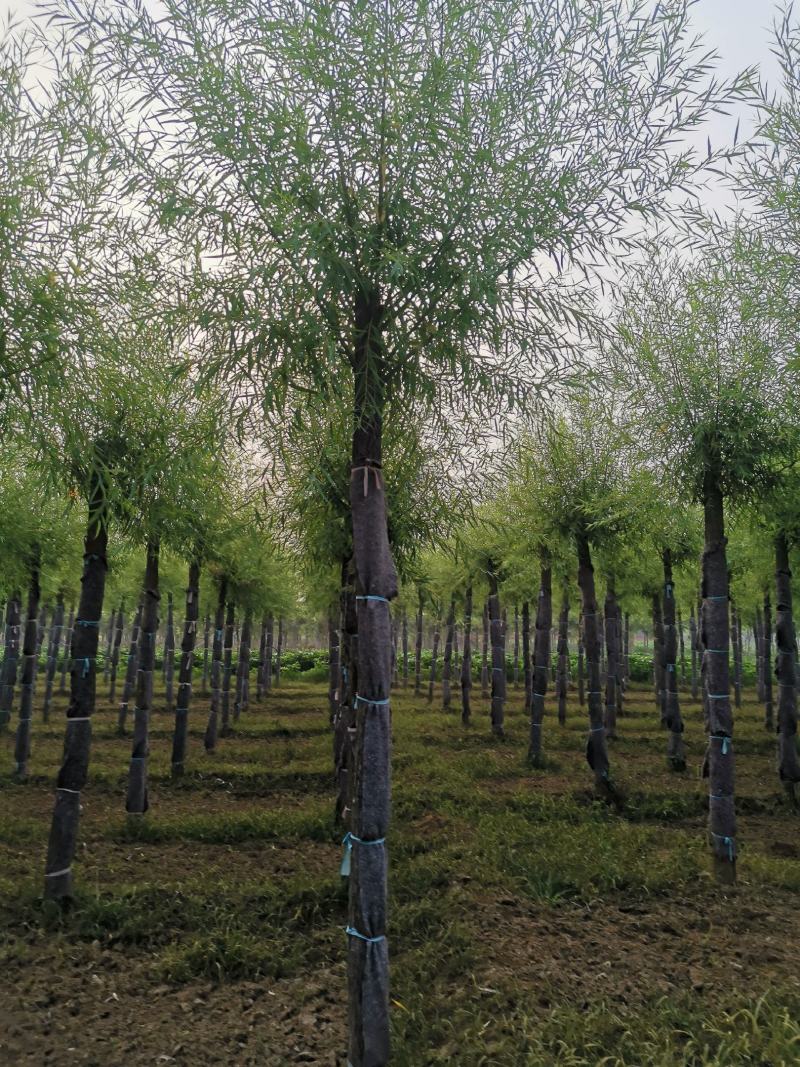 嫁接垂柳，原生垂柳，定植定杆垂柳，嫁接金丝柳