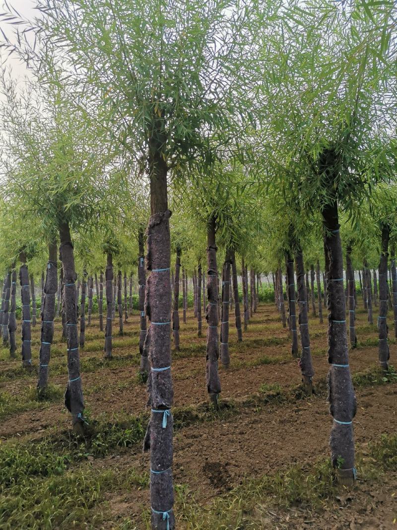 嫁接垂柳，原生垂柳，定植定杆垂柳，嫁接金丝柳