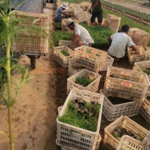 波斯菊营养杯波斯菊基地直发质量保证数量充足欢迎咨询