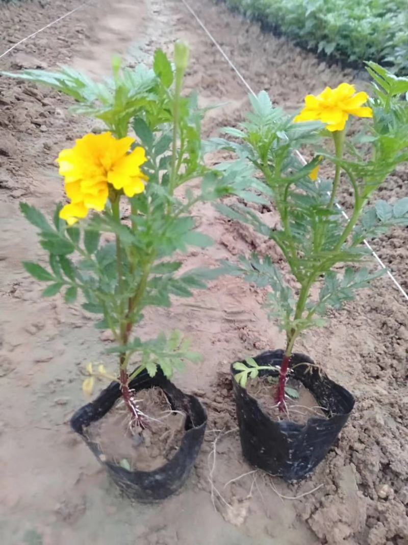 波斯菊营养杯波斯菊基地直发质量保证数量充足欢迎咨询
