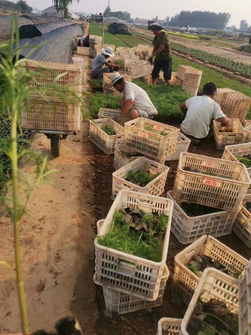 波斯菊营养杯波斯菊基地直发质量保证数量充足欢迎咨询