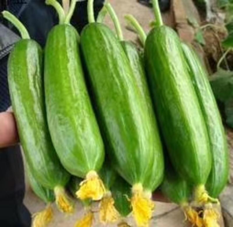 山东水果黄瓜大量有货质优价廉产地一手货源现摘现发对接批发