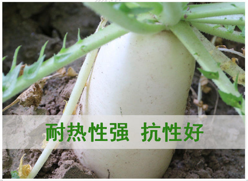 九斤王种子白萝卜种子蔬菜种子心里美春不老种植特大四季播种