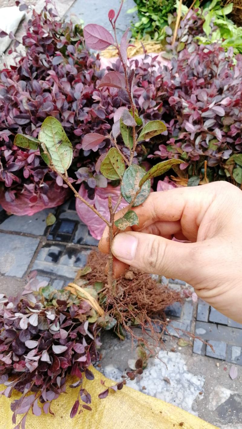供应优质红花继木小苗一年扦插苗苗圃直供红继木小苗二千包邮