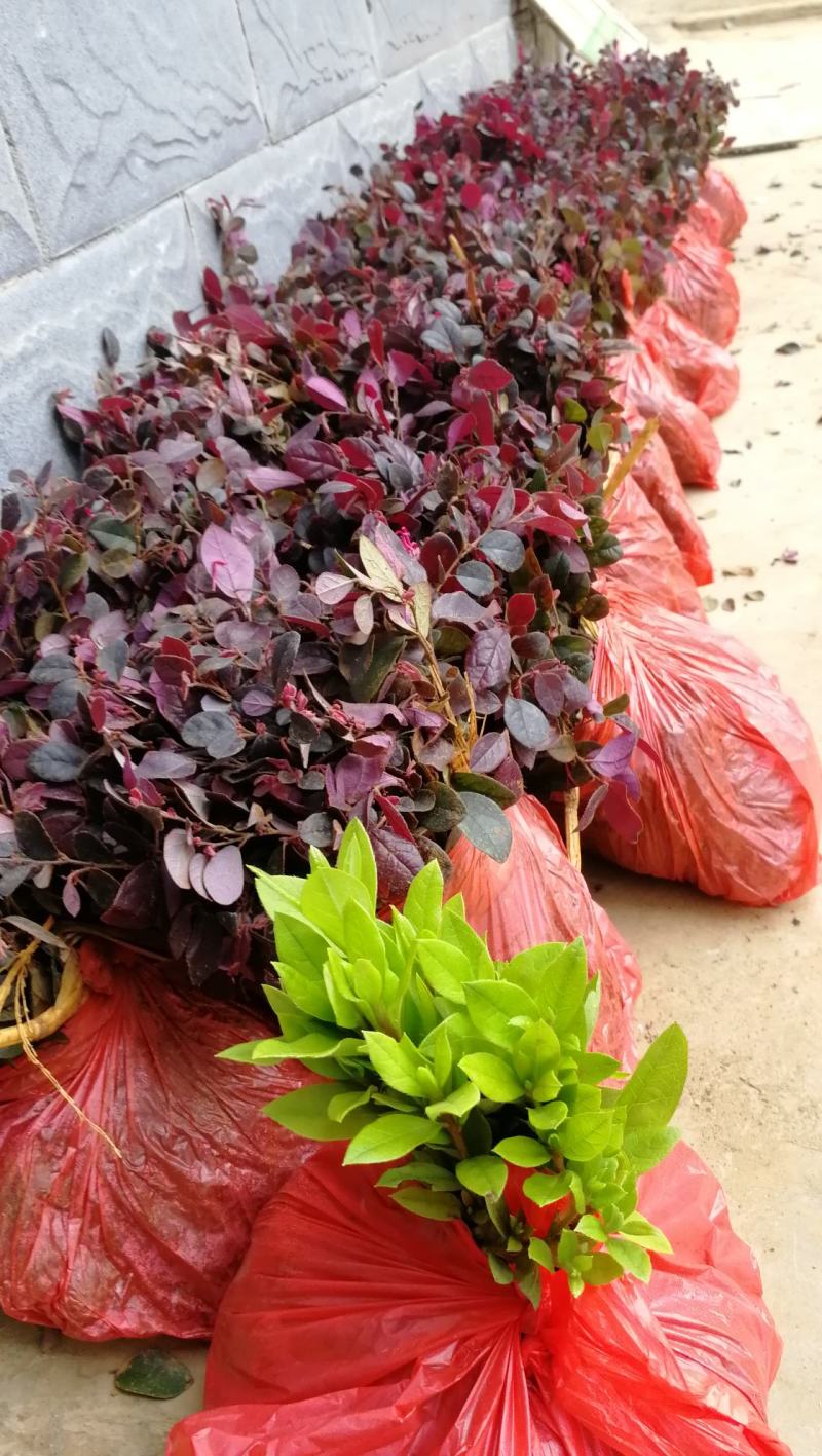 供应优质红花继木小苗一年扦插苗苗圃直供红继木小苗二千包邮