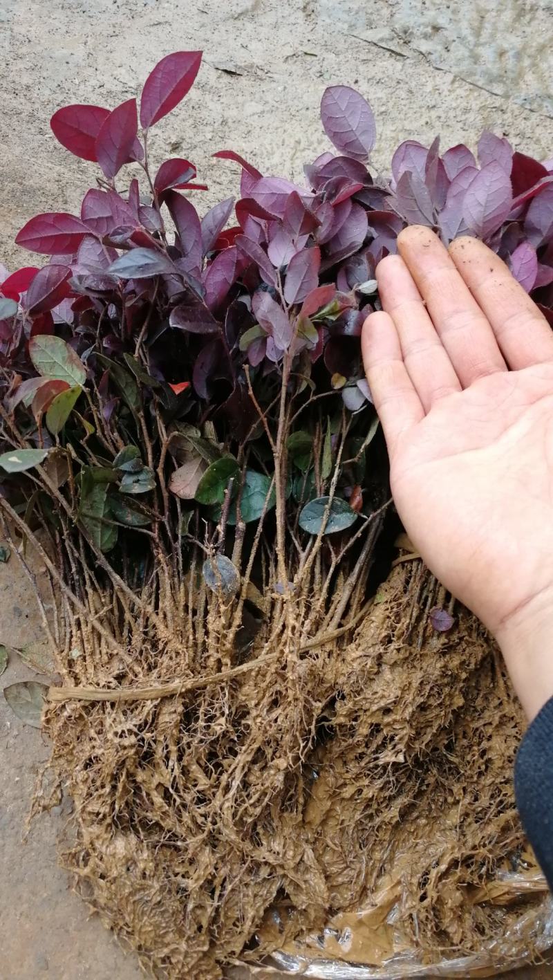 供应优质红花继木小苗一年扦插苗苗圃直供红继木小苗二千包邮