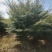 鸡爪槭，小叶鸡爪槭，8公分鸡爪槭，10公分鸡爪槭