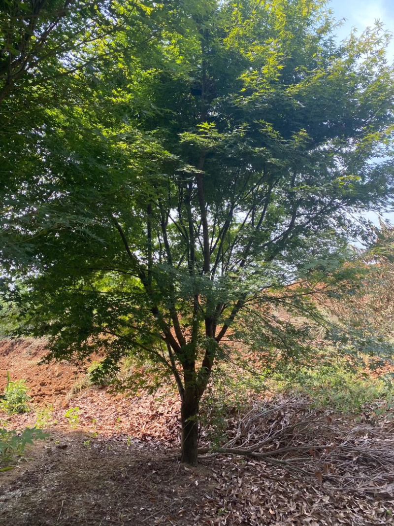 鸡爪槭，小叶鸡爪槭，8公分鸡爪槭，10公分鸡爪槭