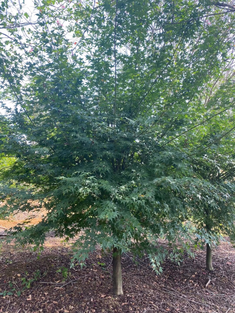 鸡爪槭，小叶鸡爪槭，8公分鸡爪槭，10公分鸡爪槭