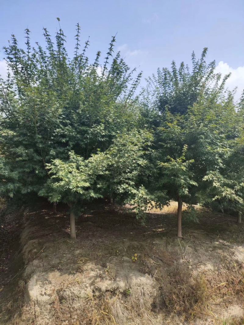 鸡爪槭，小叶鸡爪槭，8公分鸡爪槭，10公分鸡爪槭