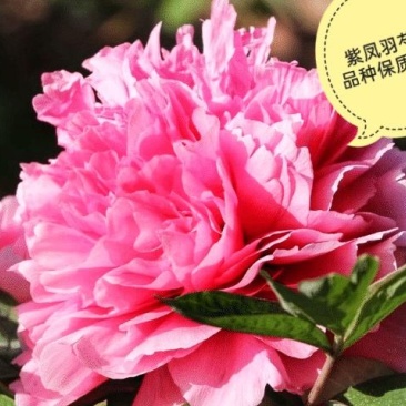 芍药花，晴雯芍药，卷叶红保品种保质量基地直发假一赔十