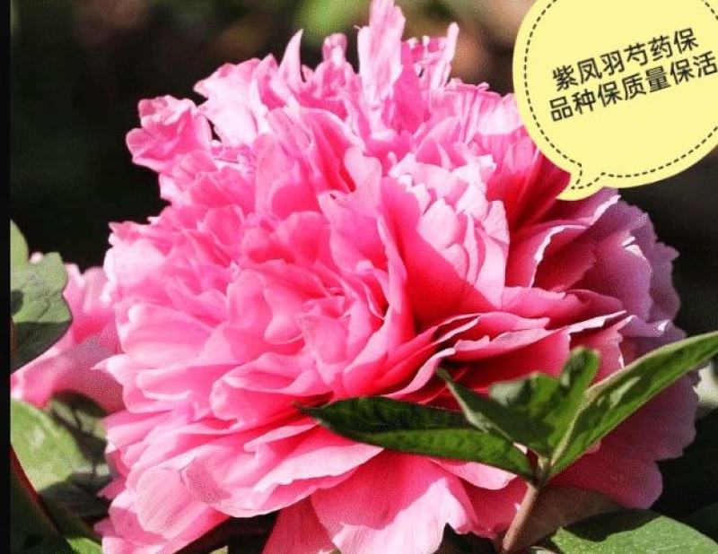 芍药花，晴雯芍药，卷叶红保品种保质量基地直发假一赔十