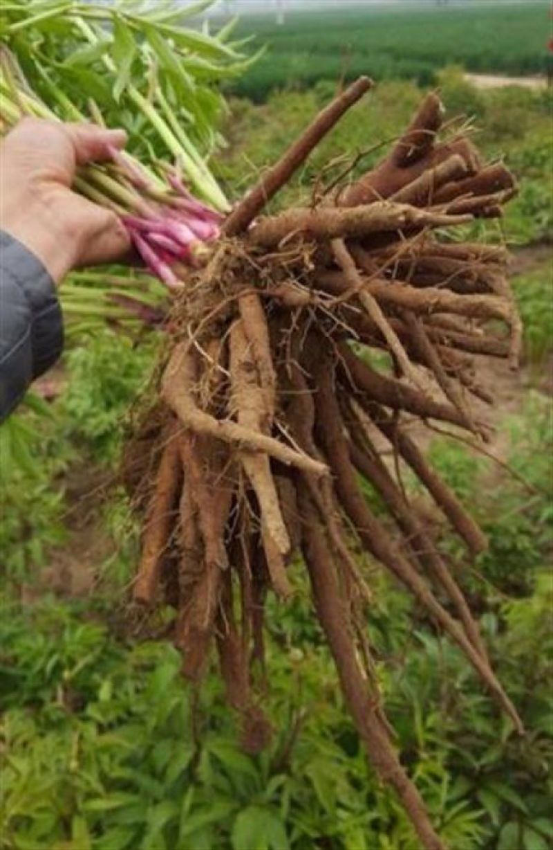 芍药花，晴雯芍药，卷叶红保品种保质量基地直发假一赔十