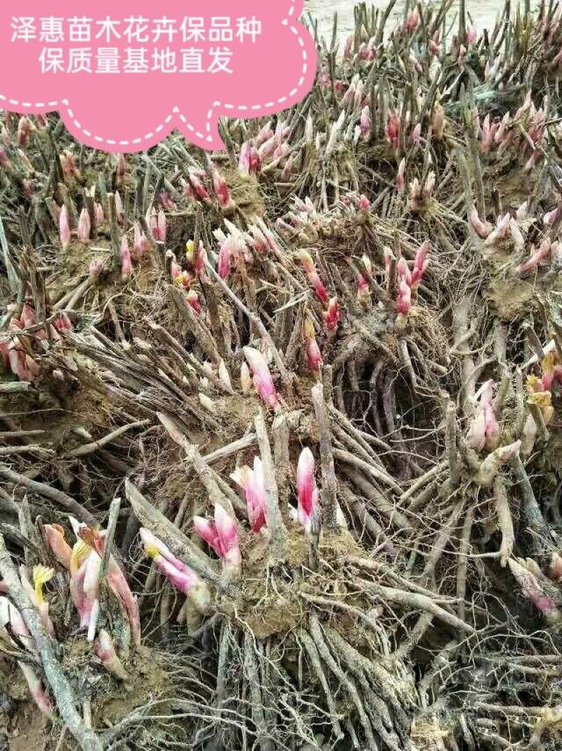 芍药花，晴雯芍药，卷叶红保品种保质量基地直发假一赔十