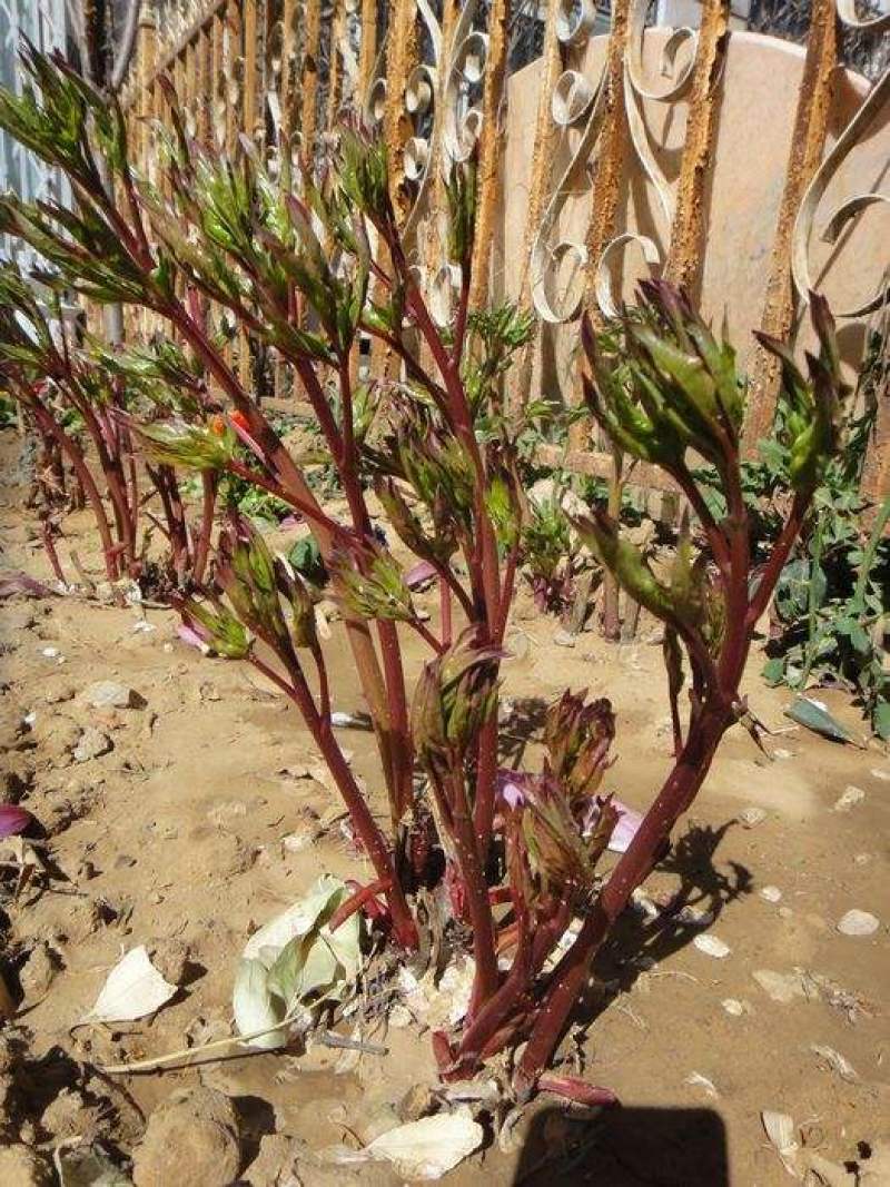 芍药花，晴雯芍药，卷叶红保品种保质量基地直发假一赔十