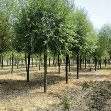 5公分馒头柳产地直销价格优惠质量保证包你满意
