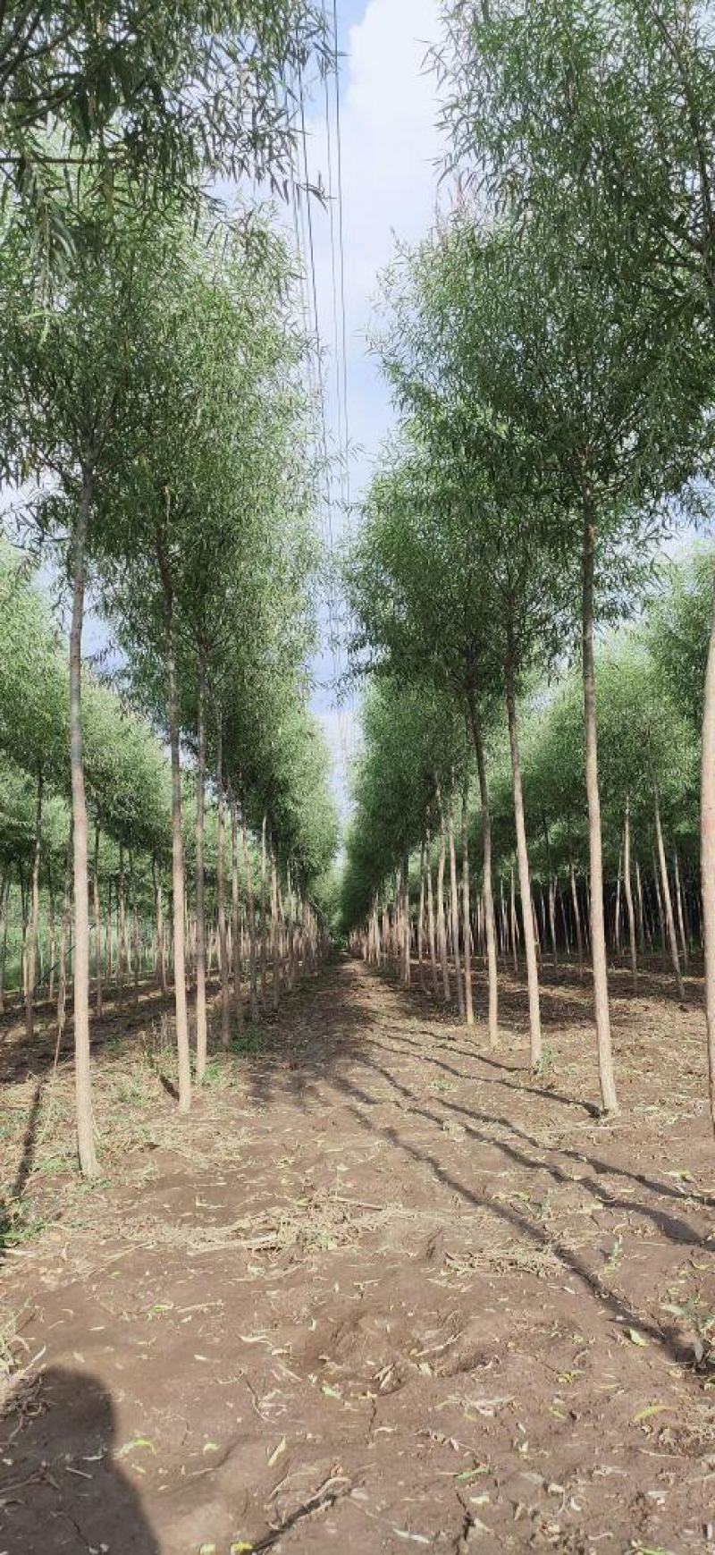 5公分馒头柳产地直销价格优惠质量保证包你满意