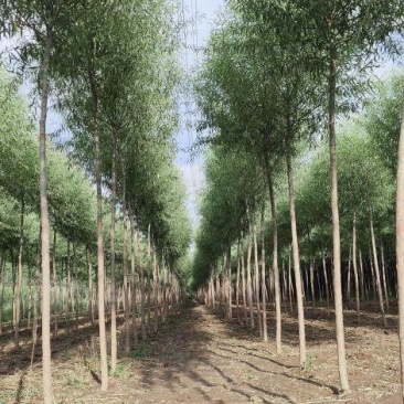 6公分馒头柳精品出售产地直销价格优惠规格齐全
