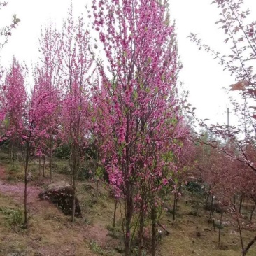 四川成都温江基地苗圃碧桃规格齐全，基地货
