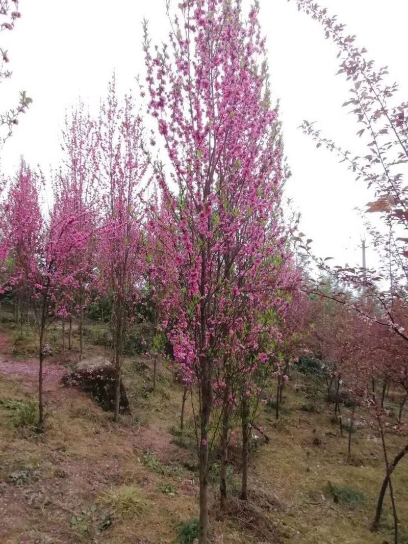 四川成都温江基地苗圃碧桃规格齐全，基地货