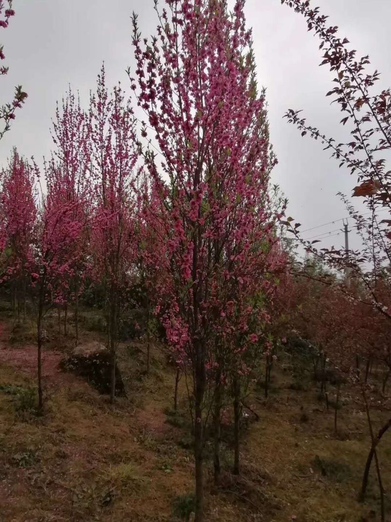 四川成都温江基地苗圃碧桃规格齐全，基地货